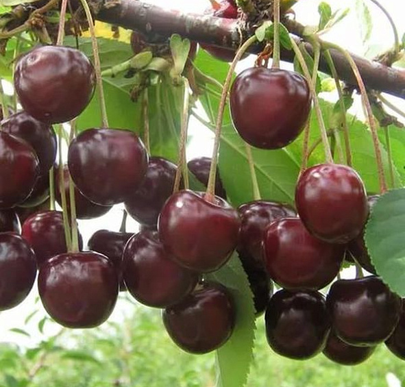 Вишня обыкновенная 'Морозовка'